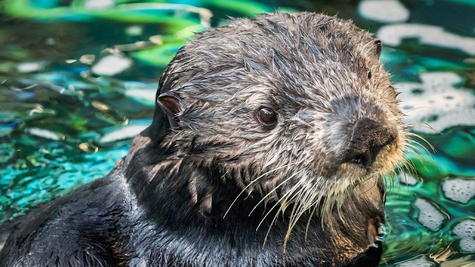 close up of sea otter emerging from water at Aquarium of the Pacific in Los Angeles, California, USA