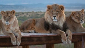 close up of three lions laying on wooden bridge at Out of Africa Wildlife Park