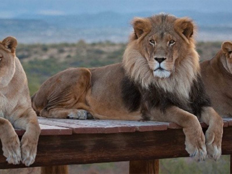 Ultimate Guide to Out of Africa Wildlife Park Discount Tickets & Coupons