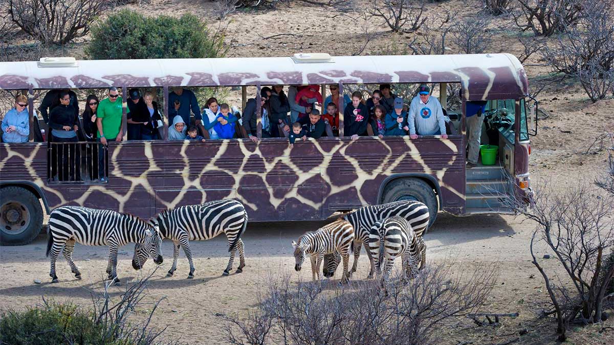 african wildlife safari coupon
