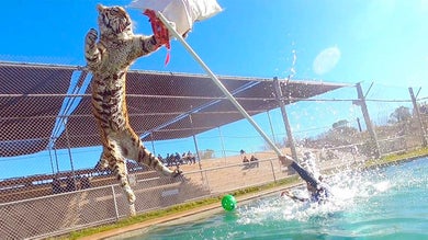 tiger jumping out of water reaching for toy at end of stick held by man in pool at Tiger Splash at Out of Africa Wildlife Park in Sedona, Arizona, USA