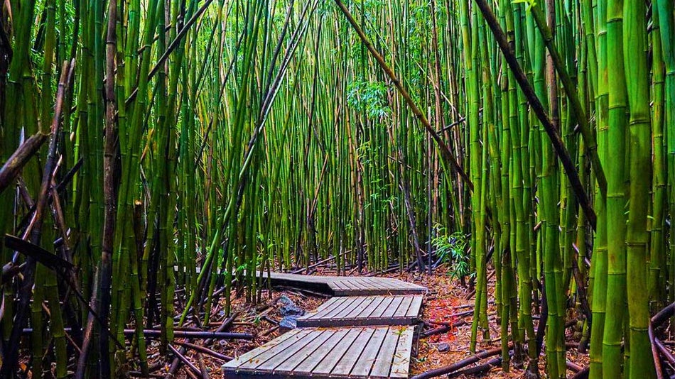 wooden pathway surrounded by bamboo stalks at Bamboo Forrest at Road to Hana in Maui, Hawaii, USA