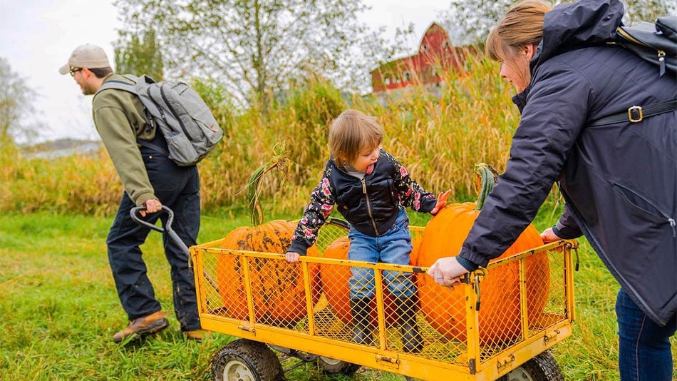 family of three pushing cart with pumpkins at Bobs Corn and Pumpkin Farm in Seattle, Washington, USA