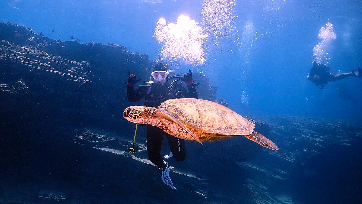 underwater shot of turtle with scubadivers in background at Bubbles Below Kauai Scuba Tour in Kauai, Hawaii, USA
