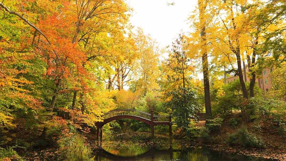 a lovely image of a scene taken in the fall
