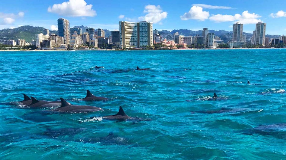 Hawaii Glass Bottom Boat Tour ﻿🐠 2023 Discounts & Reviews