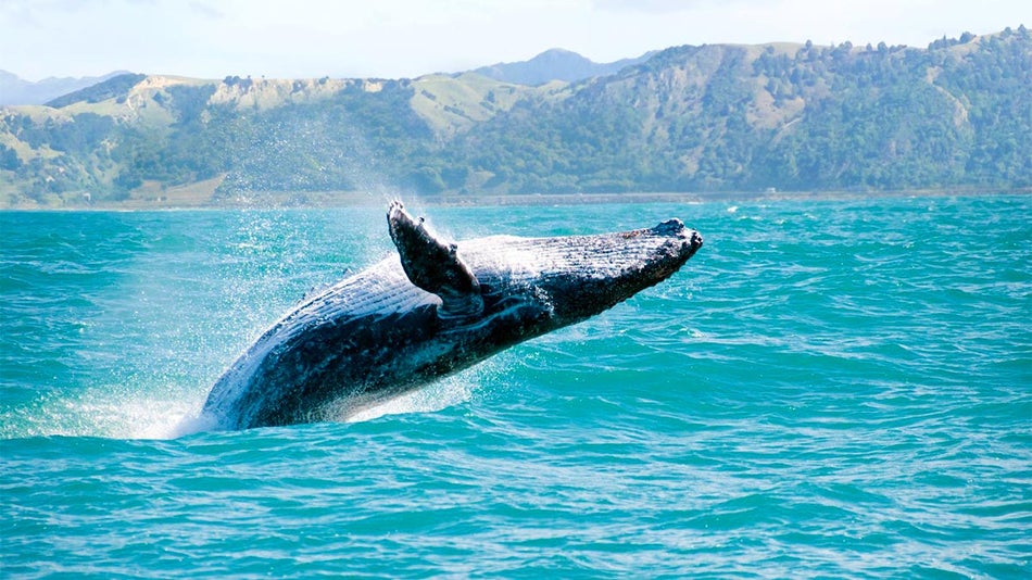 a stunning image of a blue whale flipping through the air in a vast ocean.