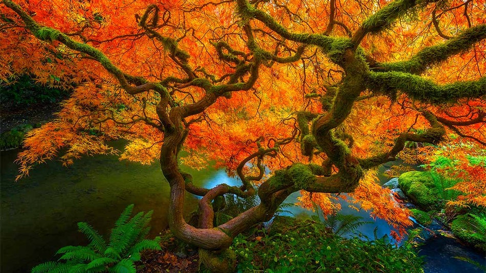 angled shot of tree during fall at Kubota Garden in Seattle, Washington, USA