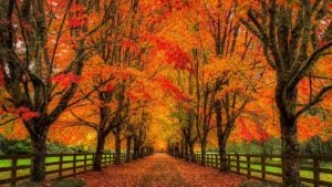 pathway covered with leaves