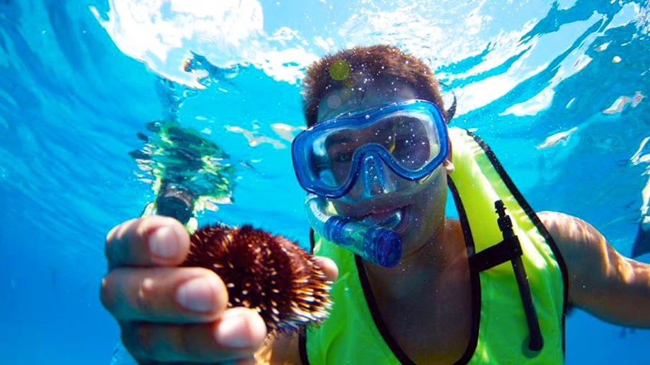 close up of man underwater with snorkelling gear holding sea urchin at Spirit of Aloha Catamaran Snorkel Sail in Big Island, Hawaii, USA