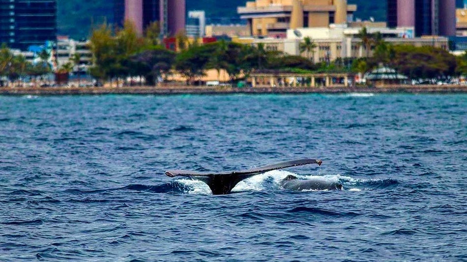 a photograph of a whale swimming in which its tail is visible on a wide view of the ocean beside the city.