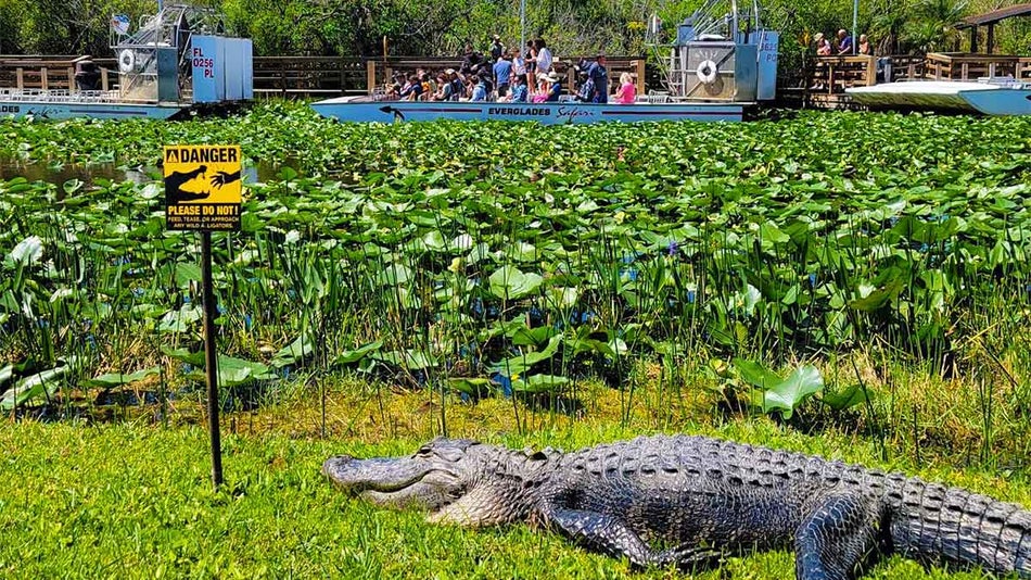 A photo of a crocodile on the grass.