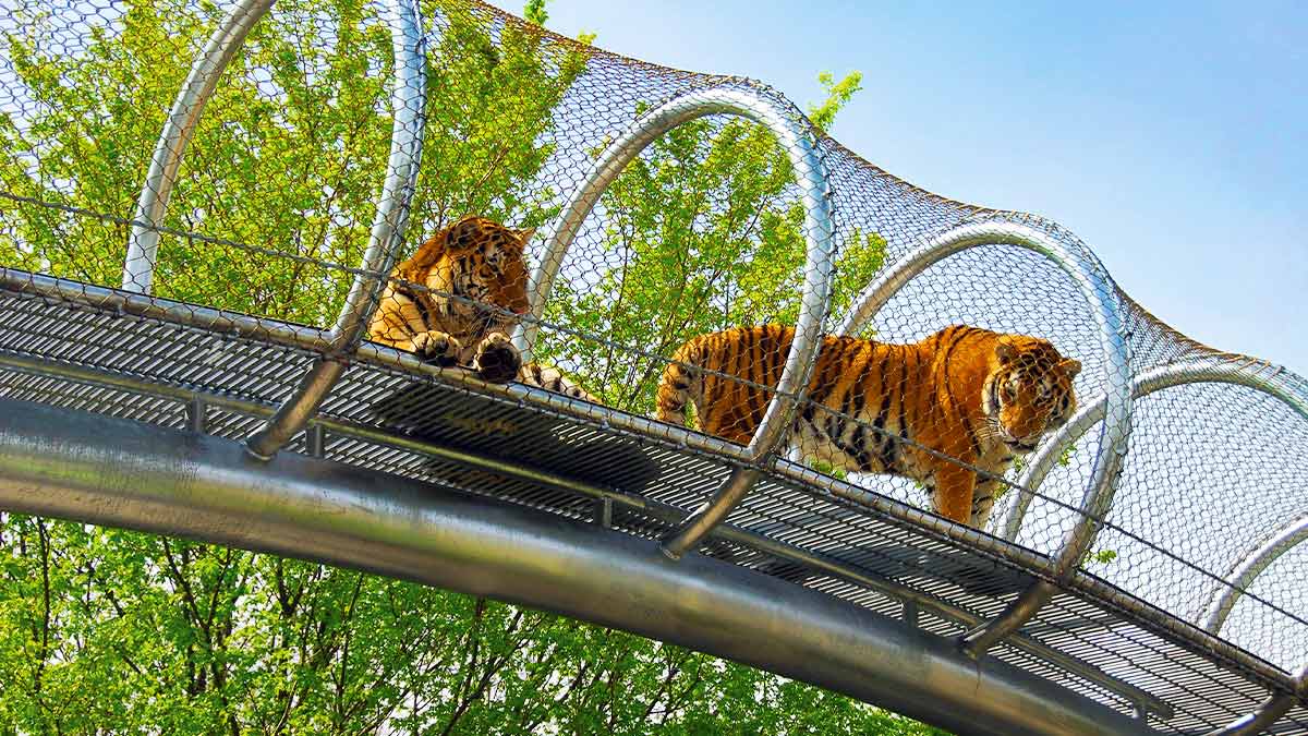 two tigers on a circular cage