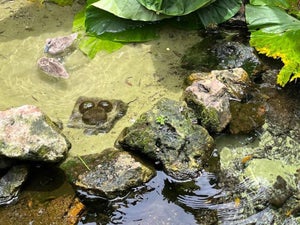 Hidden Mickeys in Disney World: The Ultimate Hunting Guide