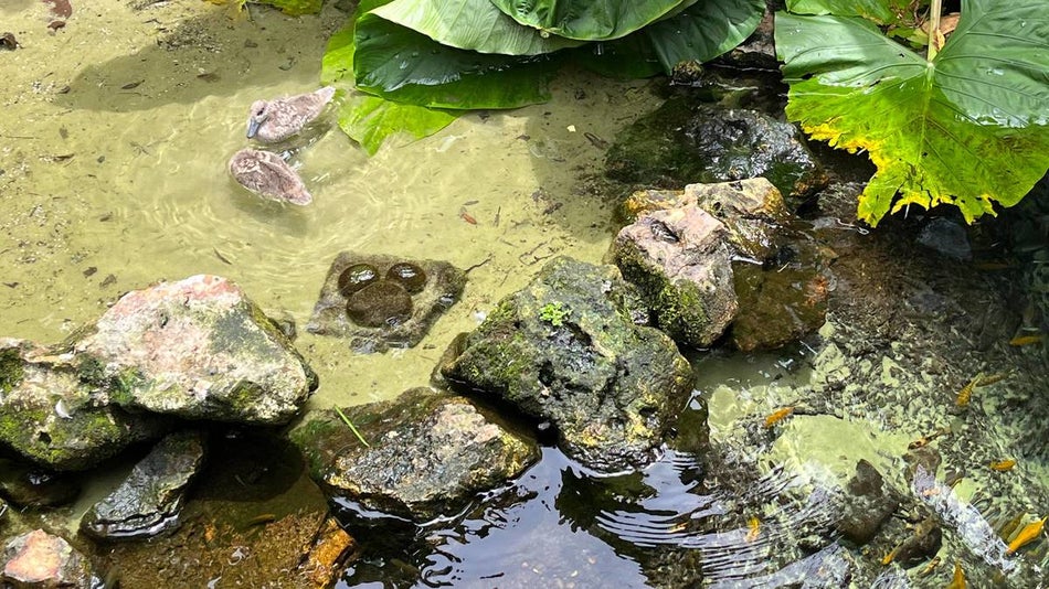 Stone hidden mickey at the bottom of a pond with ducks swimming and greenery surrounding