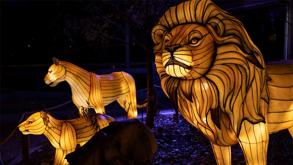 lit up lion shaped lanterns at night at IllumiNights at the Zoo Atlanta in Atlanta, Georgia, USA