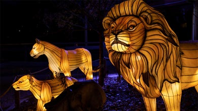 lit up lion shaped lanterns at night at IllumiNights at the Zoo Atlanta in Atlanta, Georgia, USA
