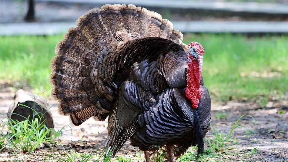 close up of turkey at Rooterville Animal Sanctuary in Orlando, Florida, USA