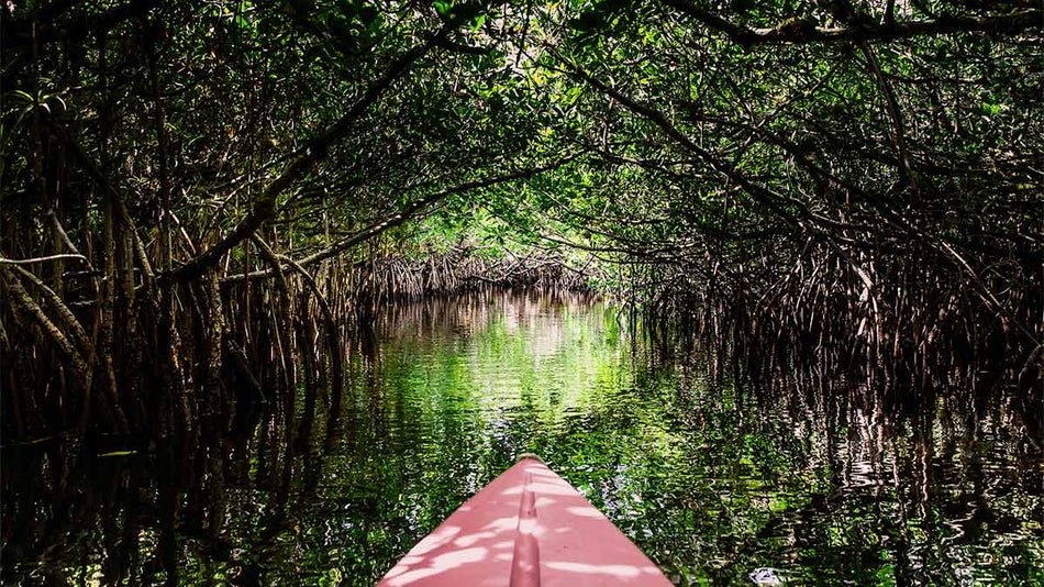 close up of tip of kayak on water surrounded by mangroves during the day in Miami, Florida, USA