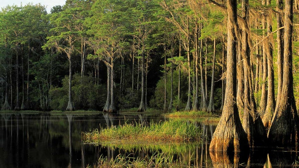 lake bradford surrounded by cypress trees in