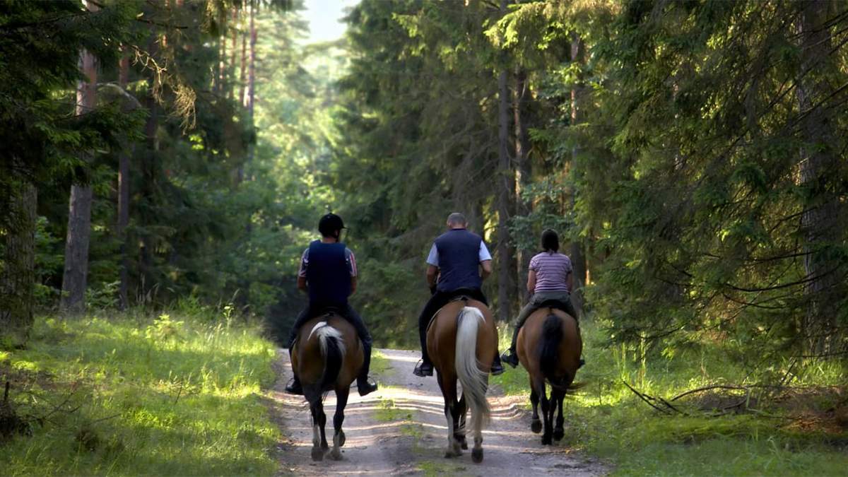 three people on horses horseback riding through forest