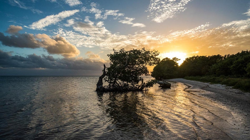 view of shoreline at everglades national park during sunset in Miami, Florida, USA