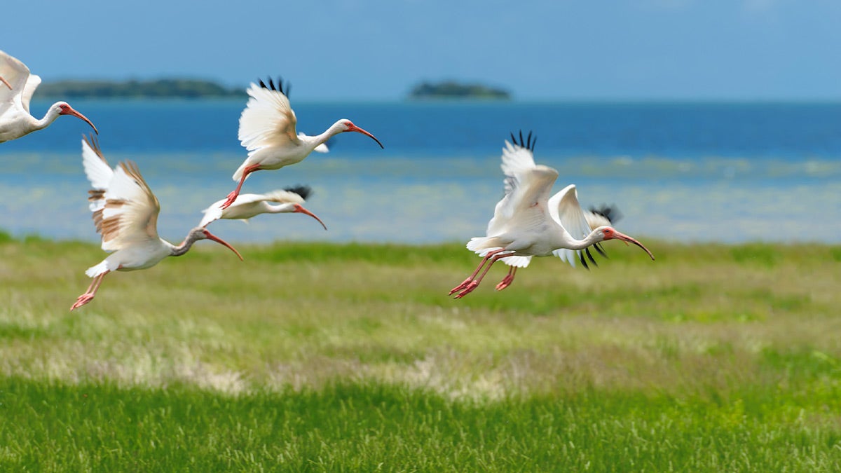 white birds flying over field with body of water in background during sunny day in Miami, Florida, USA
