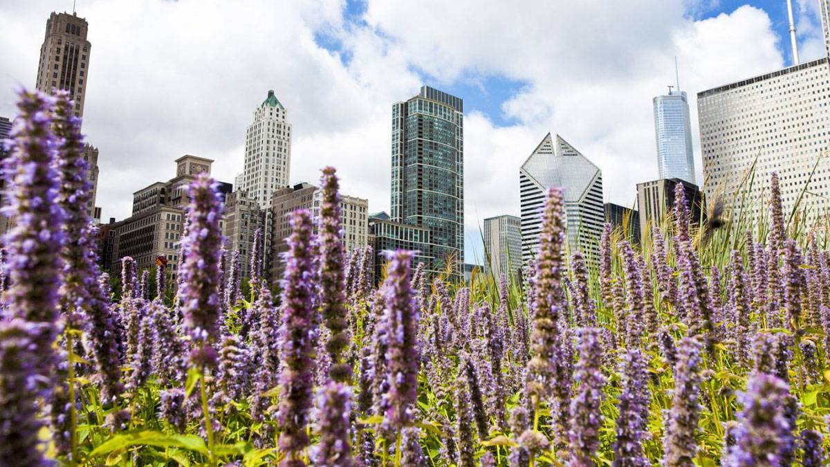Chicago skyline in background with purple spring blooming flowers in foreground