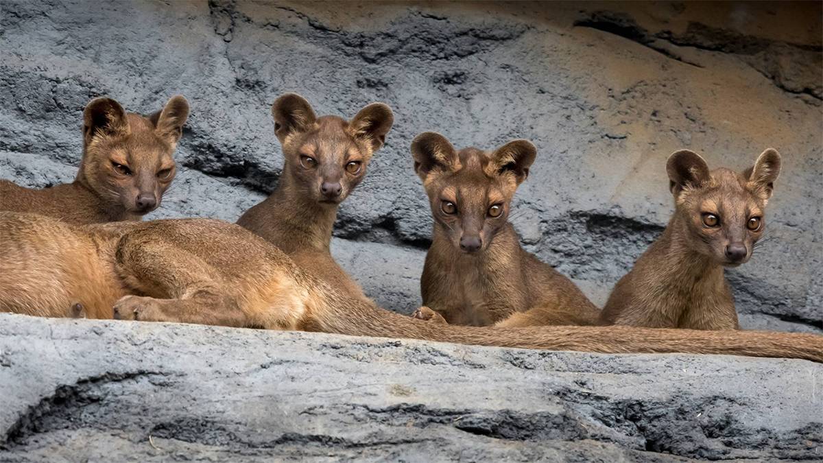 Close up photo of four Fossas laying on a rock at the San Diego Zoo in San Diego, California, USA