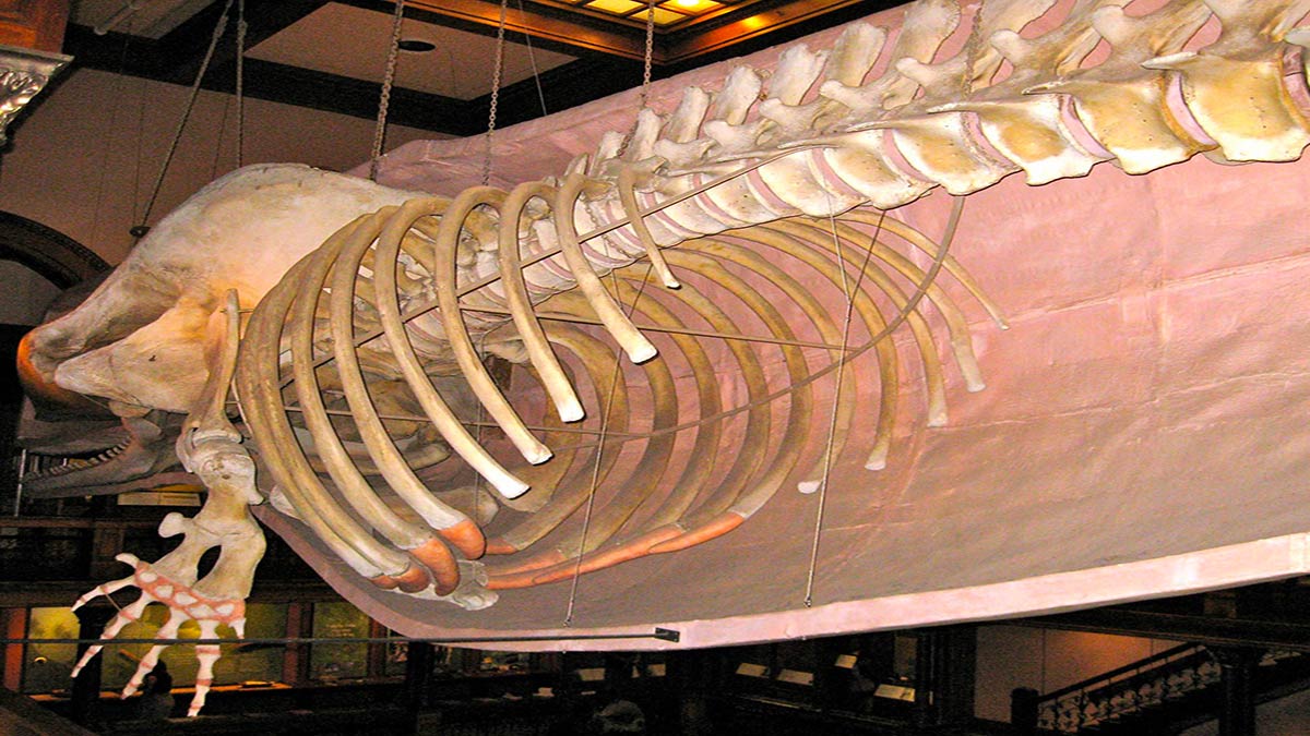 Skeleton display of a whale at the museum