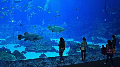 families standing in front of large aquarium with fish at Georgia Aquarium in Atlanta, Georgia, USA