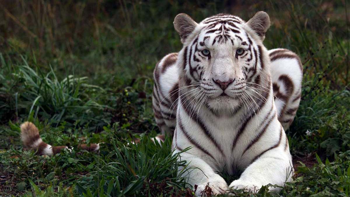 White Tiger laying down at The National Tiger Sanctuary - Branson, Missouri, USA