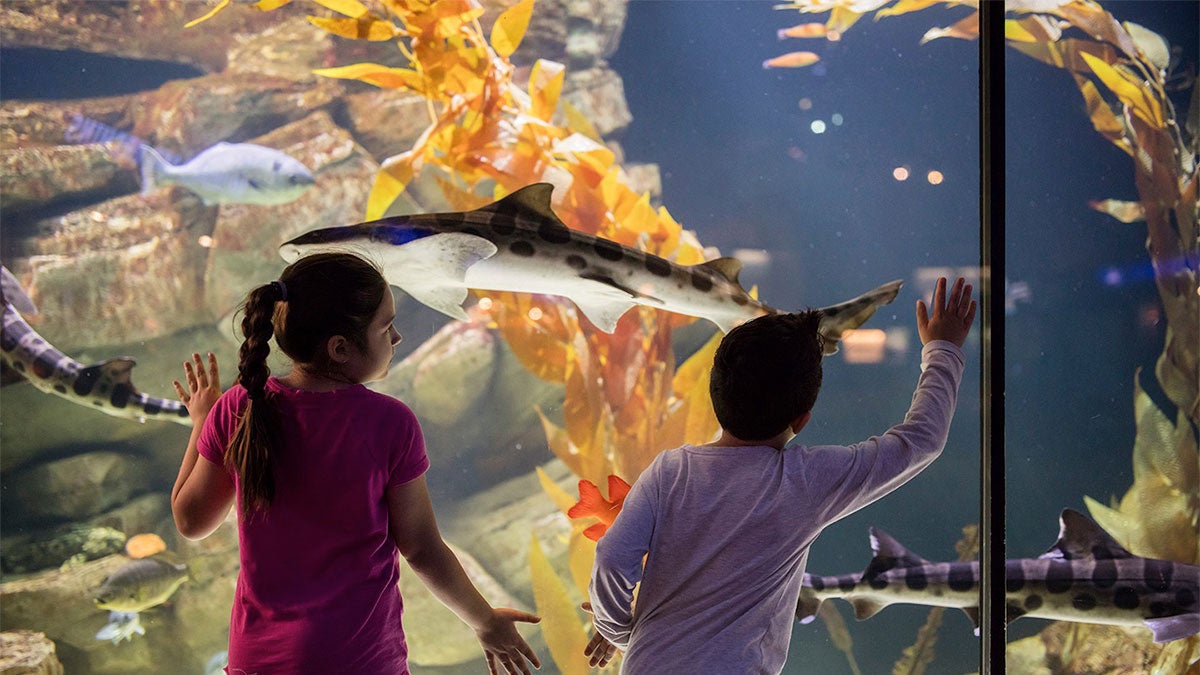 children looking at aquarium at Shedd Aquarium - Chicago, Illinois, USA