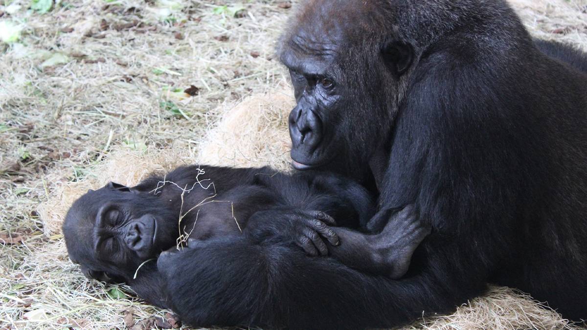 Close up of baby gorilla and his mom at the Lincoln Park Zoo in Chicago, Illinois, USA