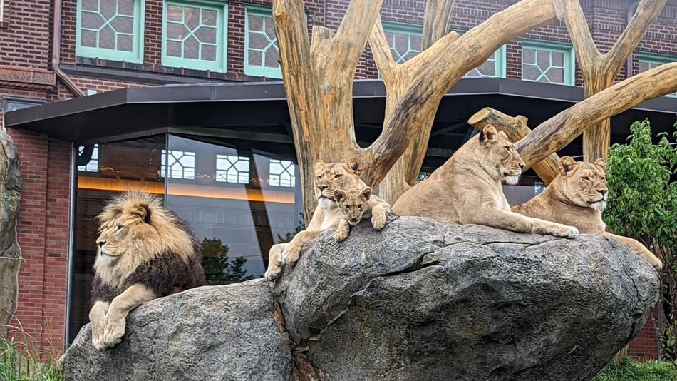 Lions in the Lincoln Park Zoo in Chicago, Illinois, USA
