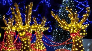 christmas light reindeer