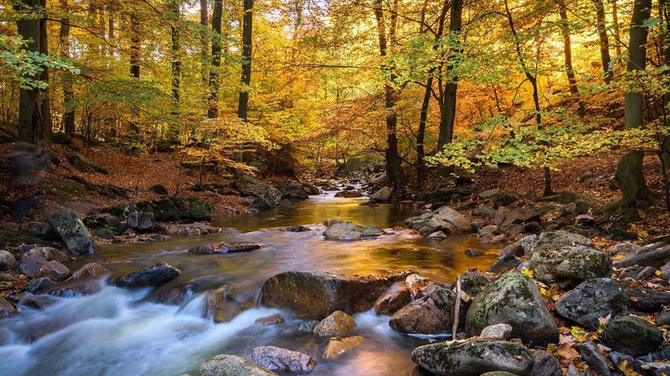 baskins creek falls flowing through the fall autumn foliage trees in The Great Smoky Mountains National Park in Gatlinburg, Tennessee, USA