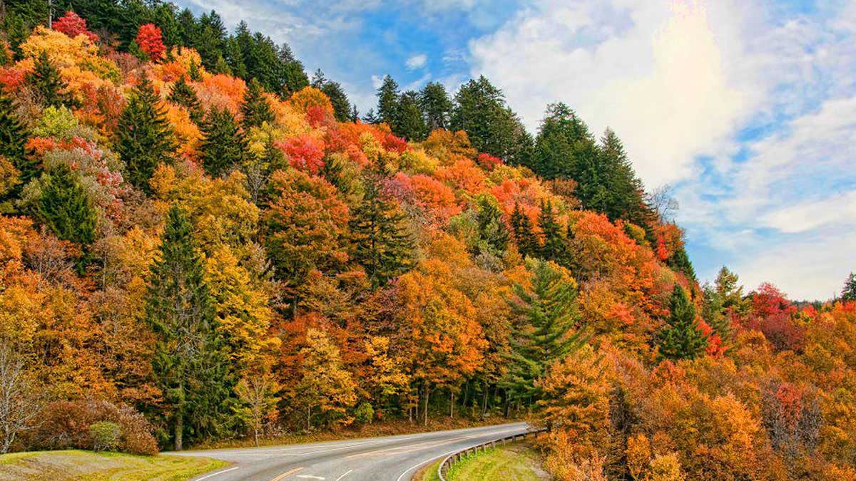 fall foliage newfound gap road - - Gatlinburg, Tennessee, USA
