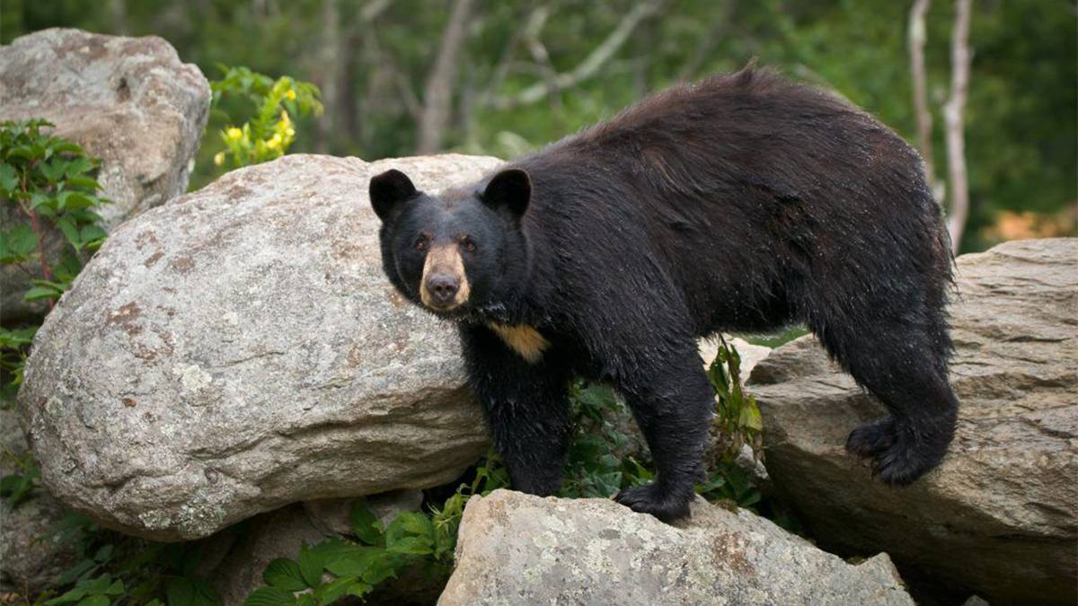 Black Bear on Rocks in the Great Smoky Mountain National Park in Gatlinburg, Tennessee, USA