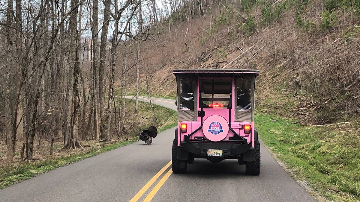 View of the back of a Pink Jeep on a road in the woods with a wild turkey next to it in the Smoky Mountains in Gatlinburg, Tennessee, USA