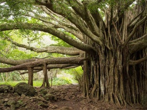 Pipiwai Trail Maui: In-Depth Guide for an Epic Hike