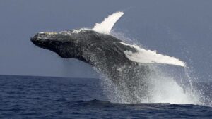 large whale jumping up out of the ocean and flipping through the air