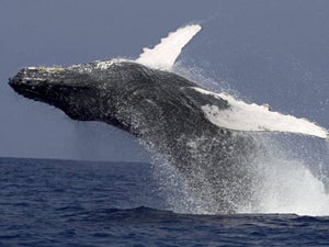 Maui Whale Watching Tour: Which is the Best?