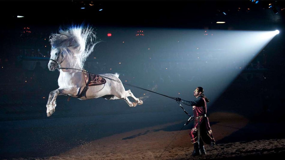 man leading a grey horse through the performance