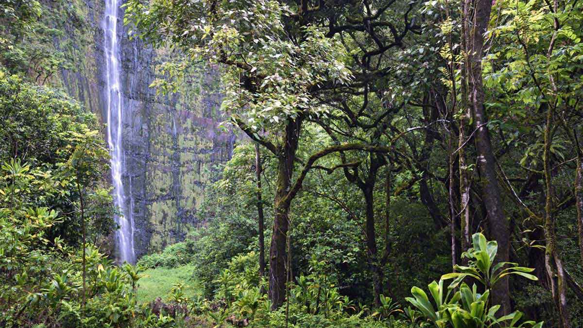 View of Waimoku Falls on the Pipiwai trail in Kipahulu State park, Maui, Hawaii