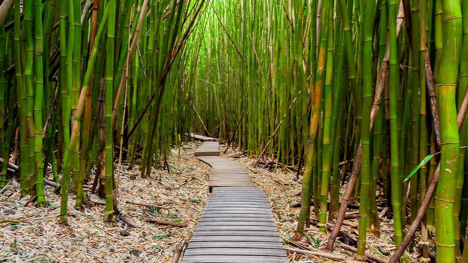 Tall bamboo along wooden trail in the Pipiwai Trail in the Haleakala National Park Maui, Hawaii, USA