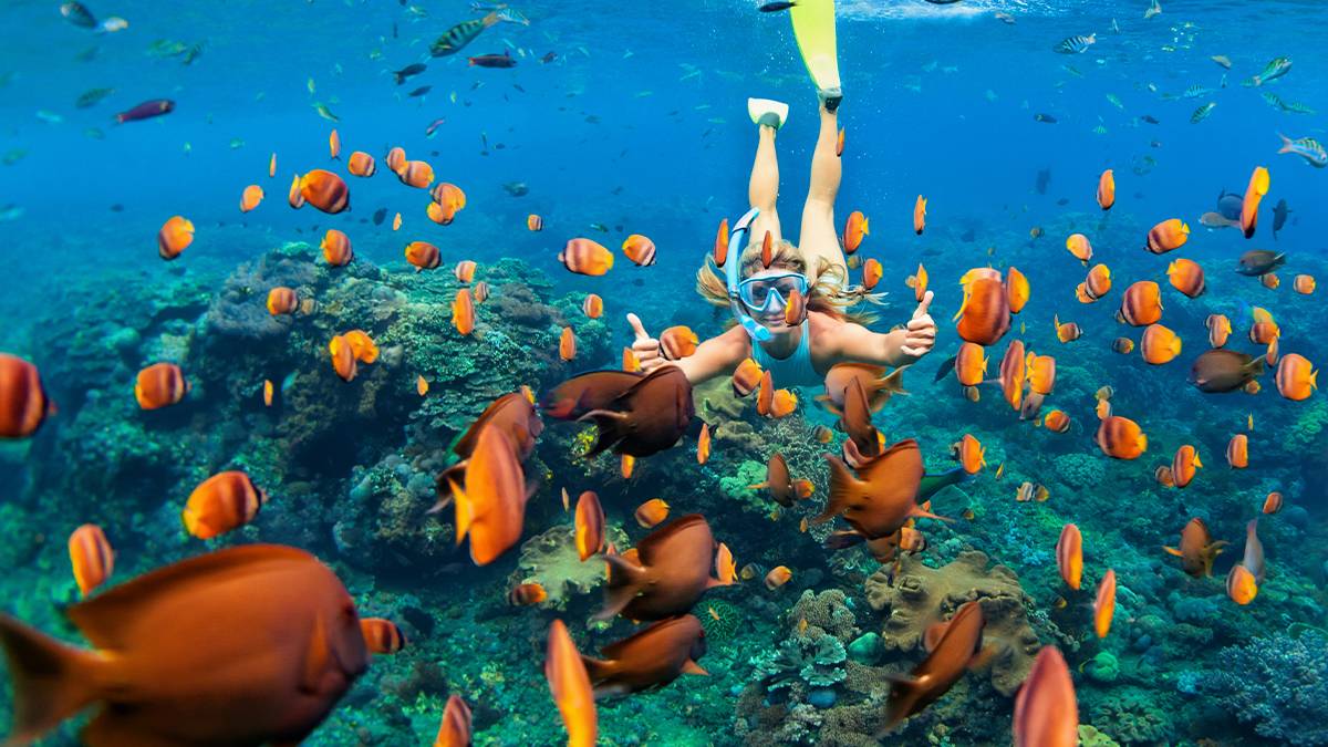 Woman snorkeling through a group of orange fish in Maui, Hawaii, USA