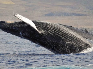Best Place For Whale Watching: In-Depth Guide to US Locations