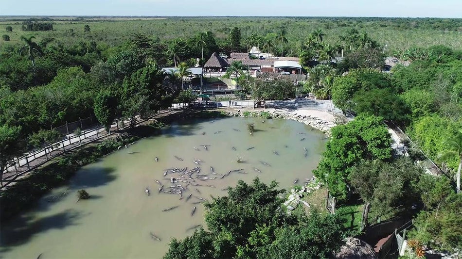 Aerial shot of Everglades Alligator Farm and Airboat Ride in the daytime in Miami, Florida