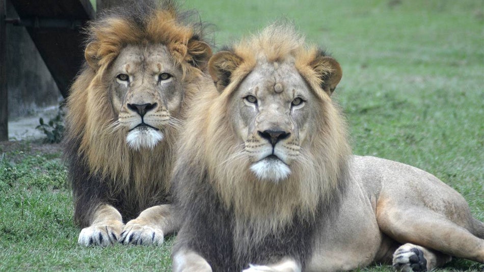 Two adult male lions laying in the grass at Lion Country Safari in Miami, Florida